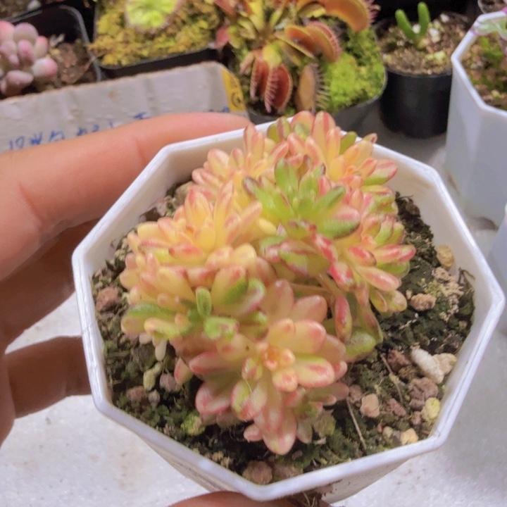 小人姬锦八角盆一颗