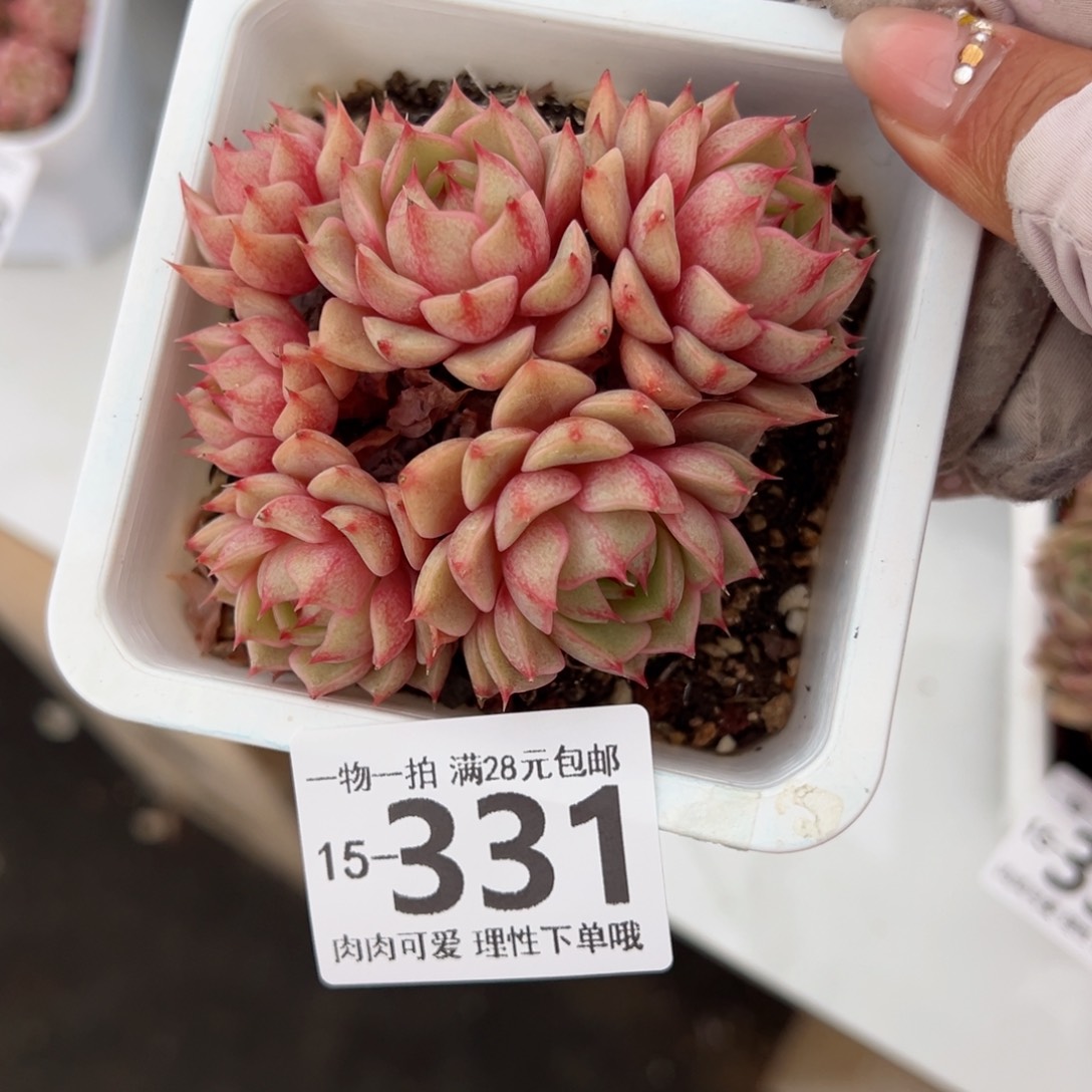 笨吧多肉多肉多肉多肉