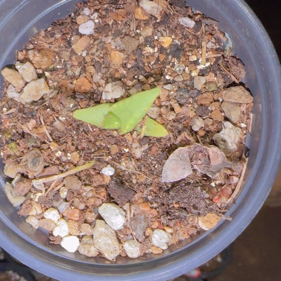 十***时块根植物块根植物