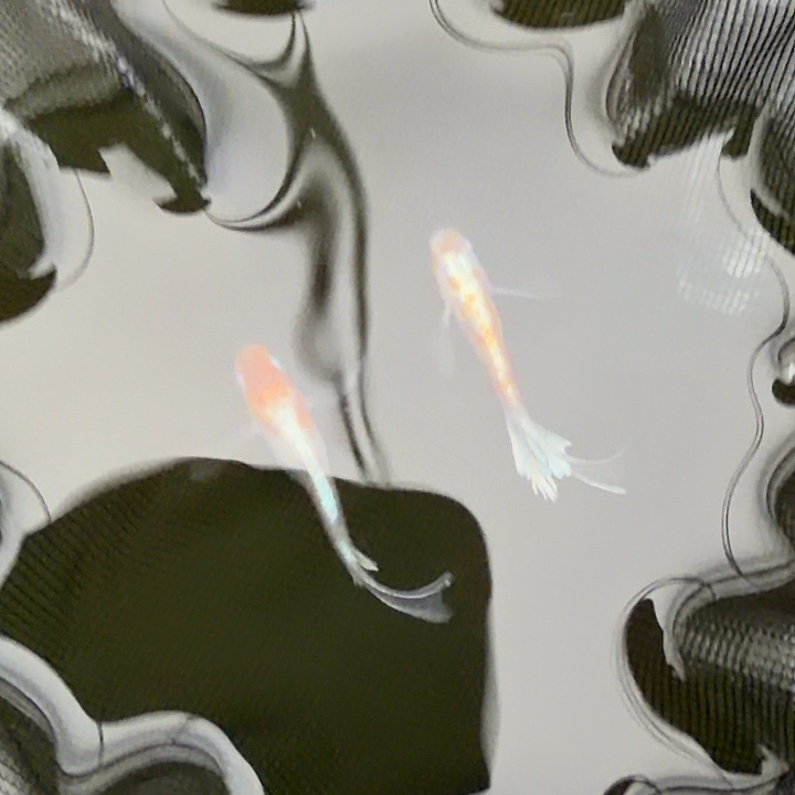 青鳉鱼编号 45 真长鳍帝王三色 1 对