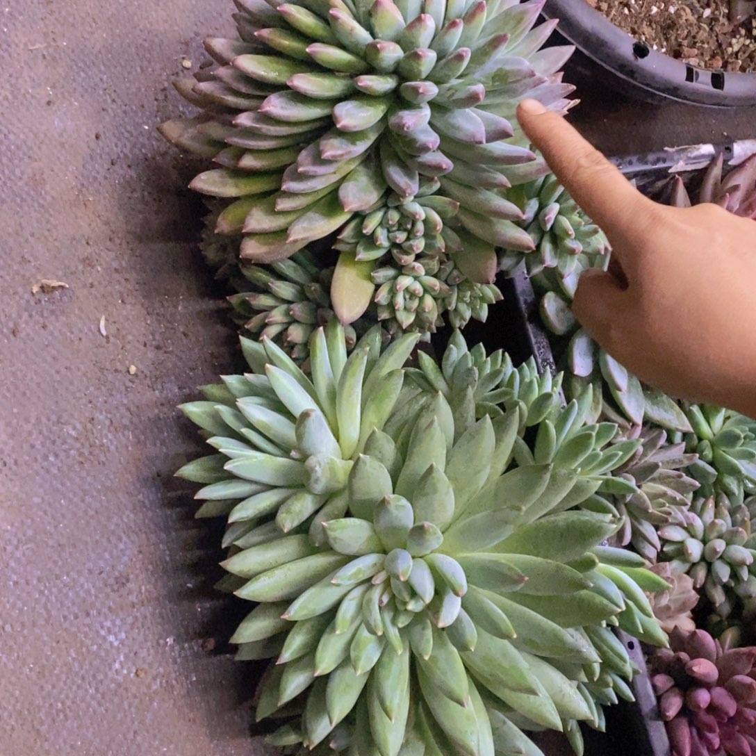 景***坤多肉植物多肉植物