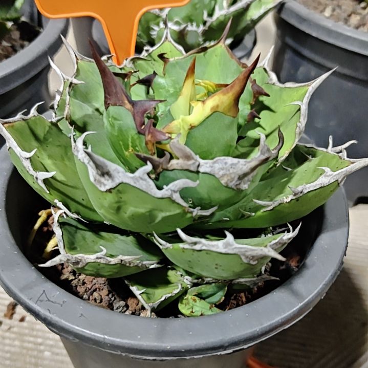 龙舌兰仁王冠多肉植物