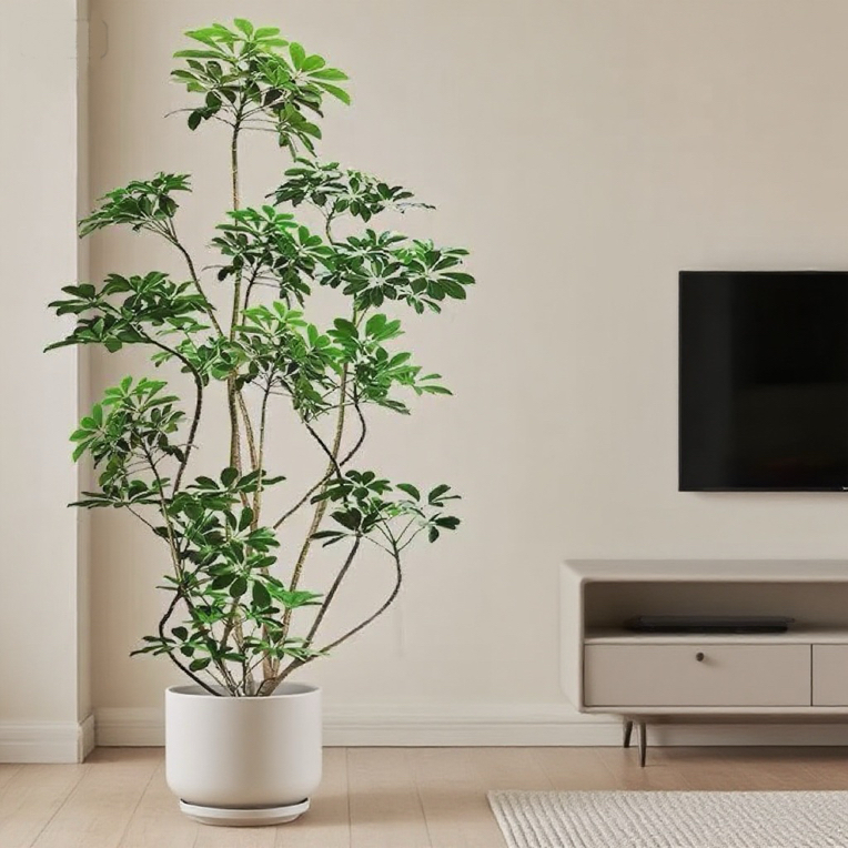 老桩鸭脚木室内室外客厅造型大型绿植四季常青好养易活净化空气