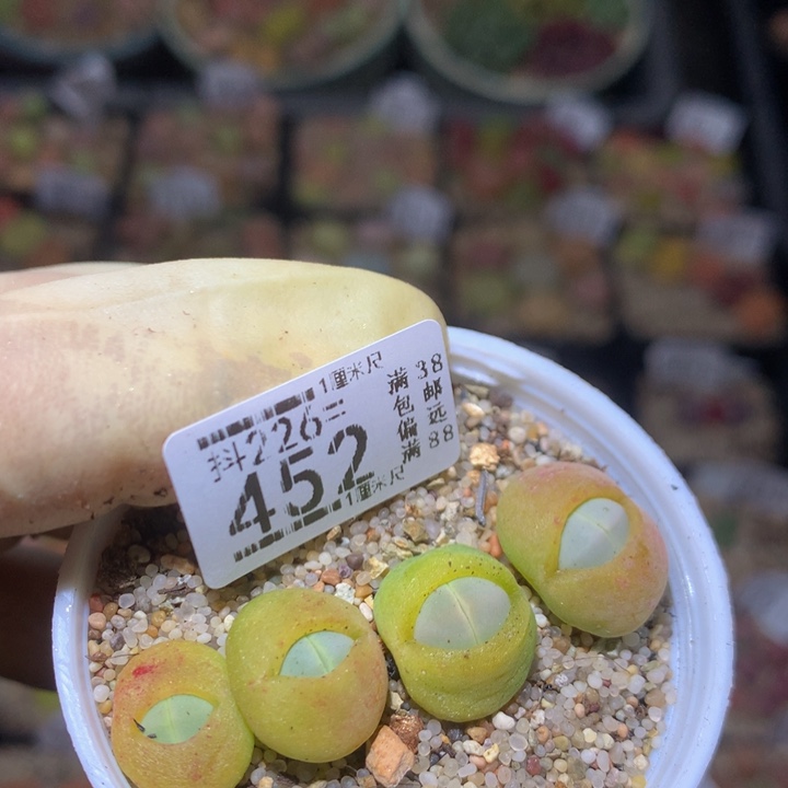 精品生石花226.452