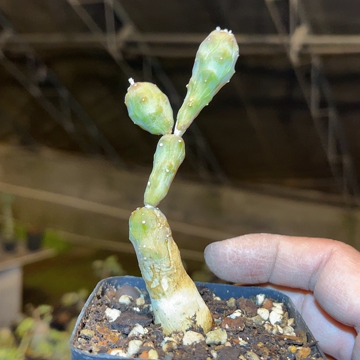 满38包邮2天凑单，脱土晾根发货多肉植物鱼鳞宝