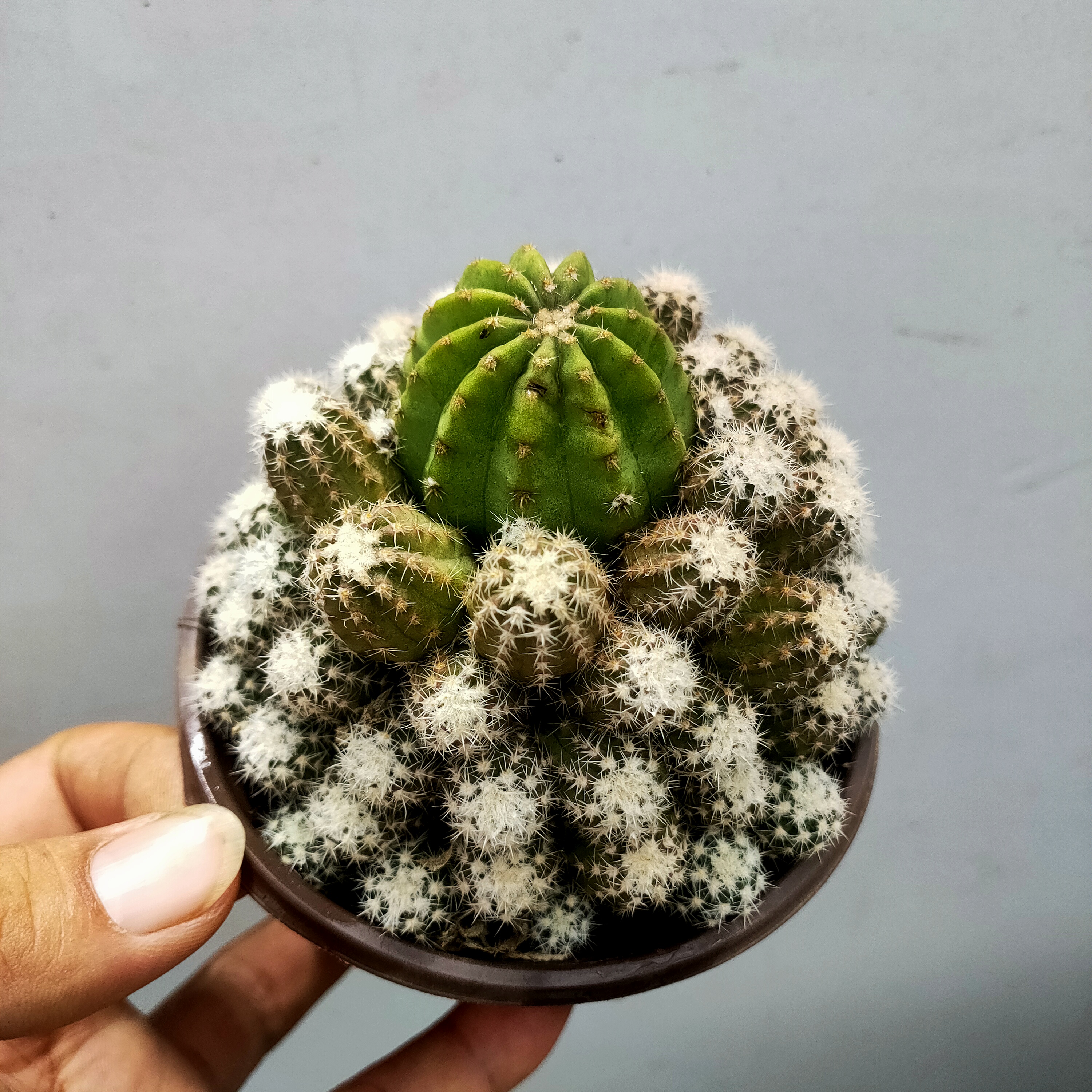 白沙女王 仙人球多肉 满20包邮带土球发货 湖南长沙星昊多肉基地 