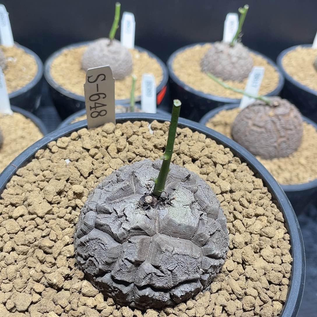 648号龟甲龙6.5公分