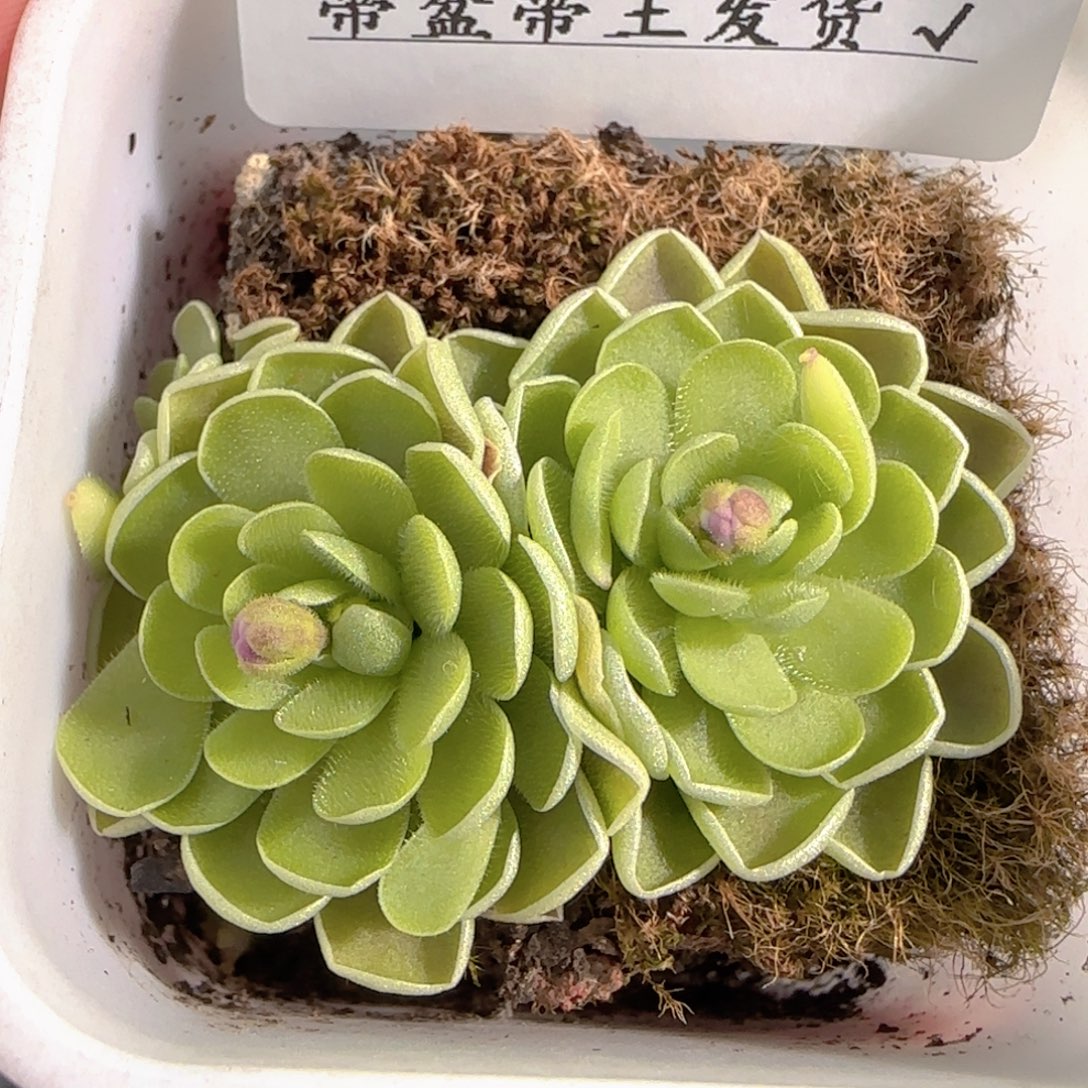 多肉0103-221捕虫堇