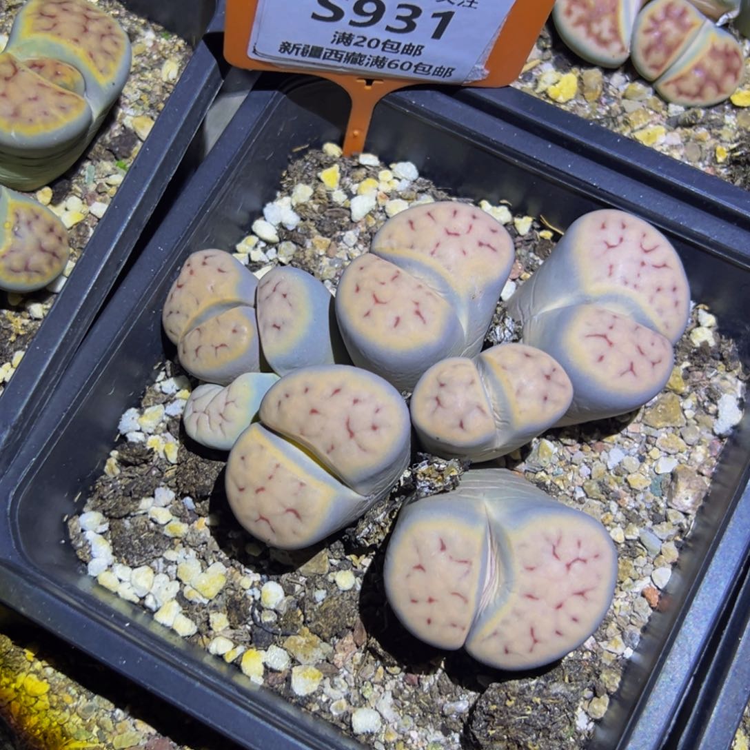 931 一物一拍，默认有伤，介意勿拍，不退不换