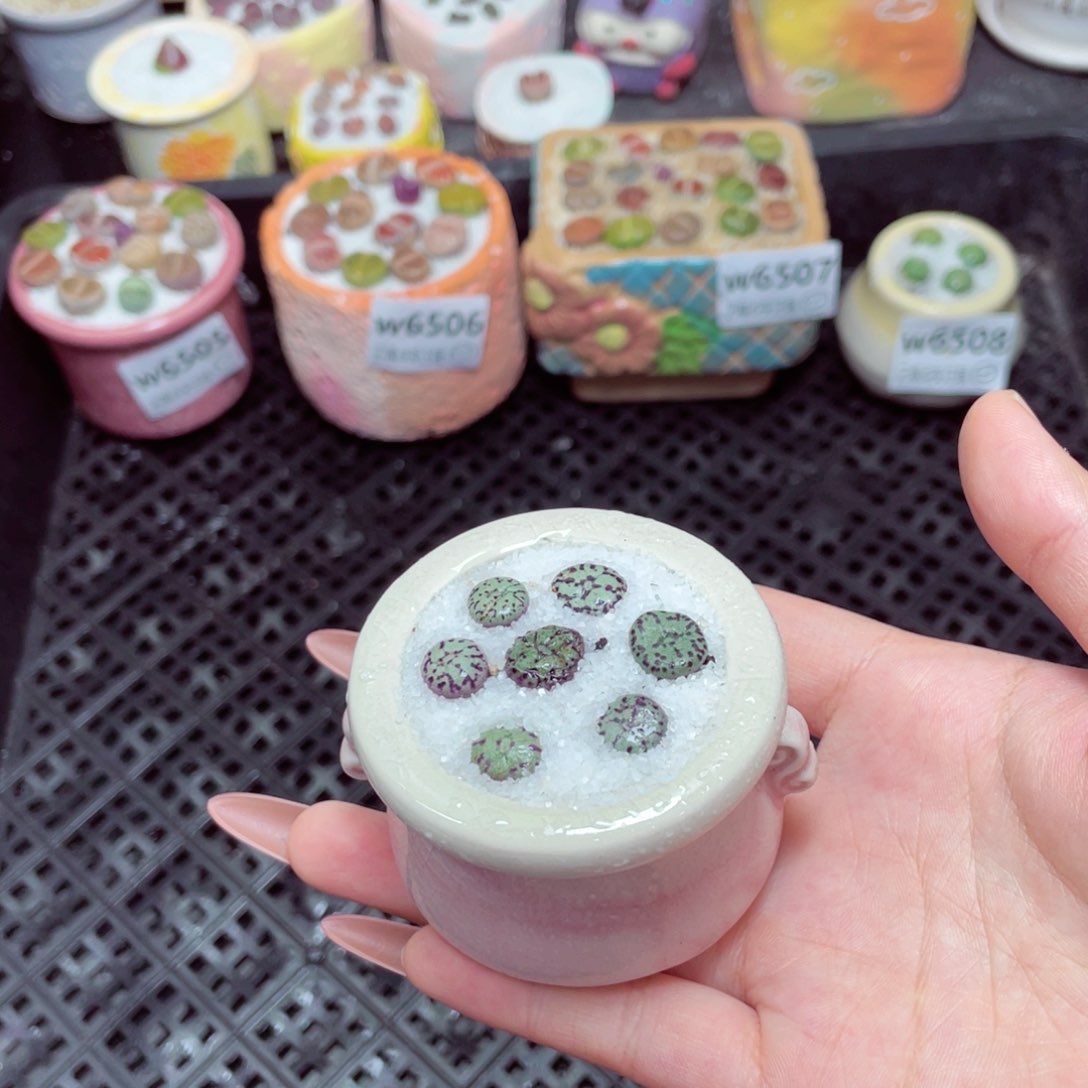 w6509 -零下地区拍保温箱-15支持寄养