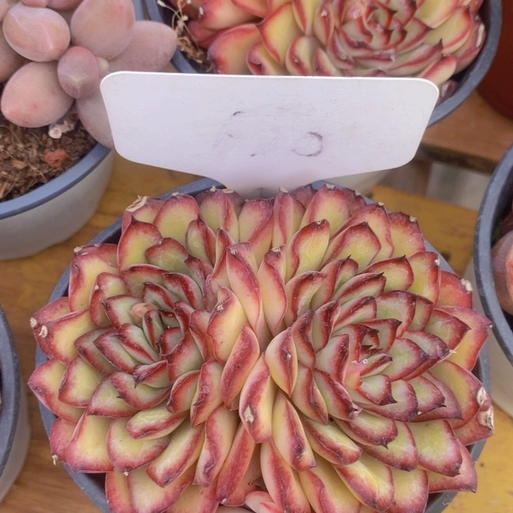 多肉植物，开心多肉