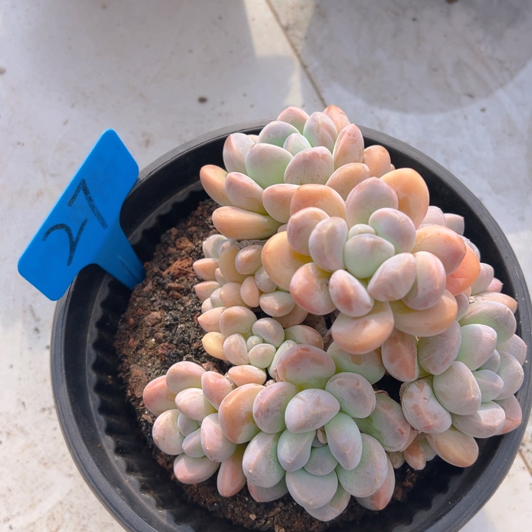 福利来了来了来了来啦来