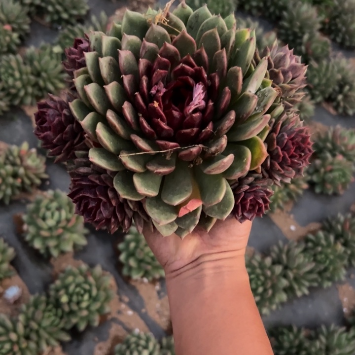 精品多肉植物老桩随机发一棵红绿糖心