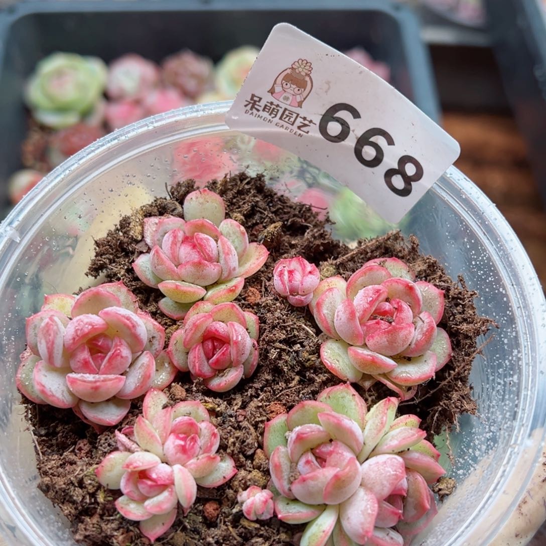 多肉植物多花植物