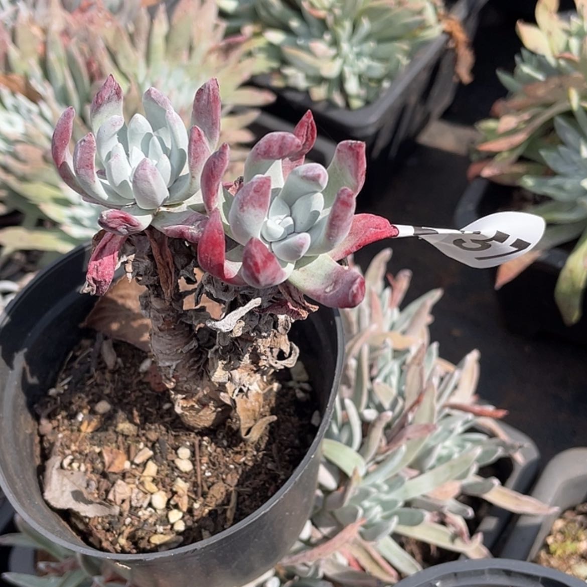 【闪购商品】初霜初