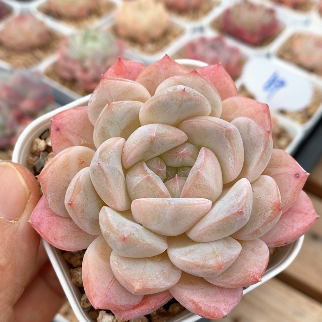 精品多肉一物一拍61