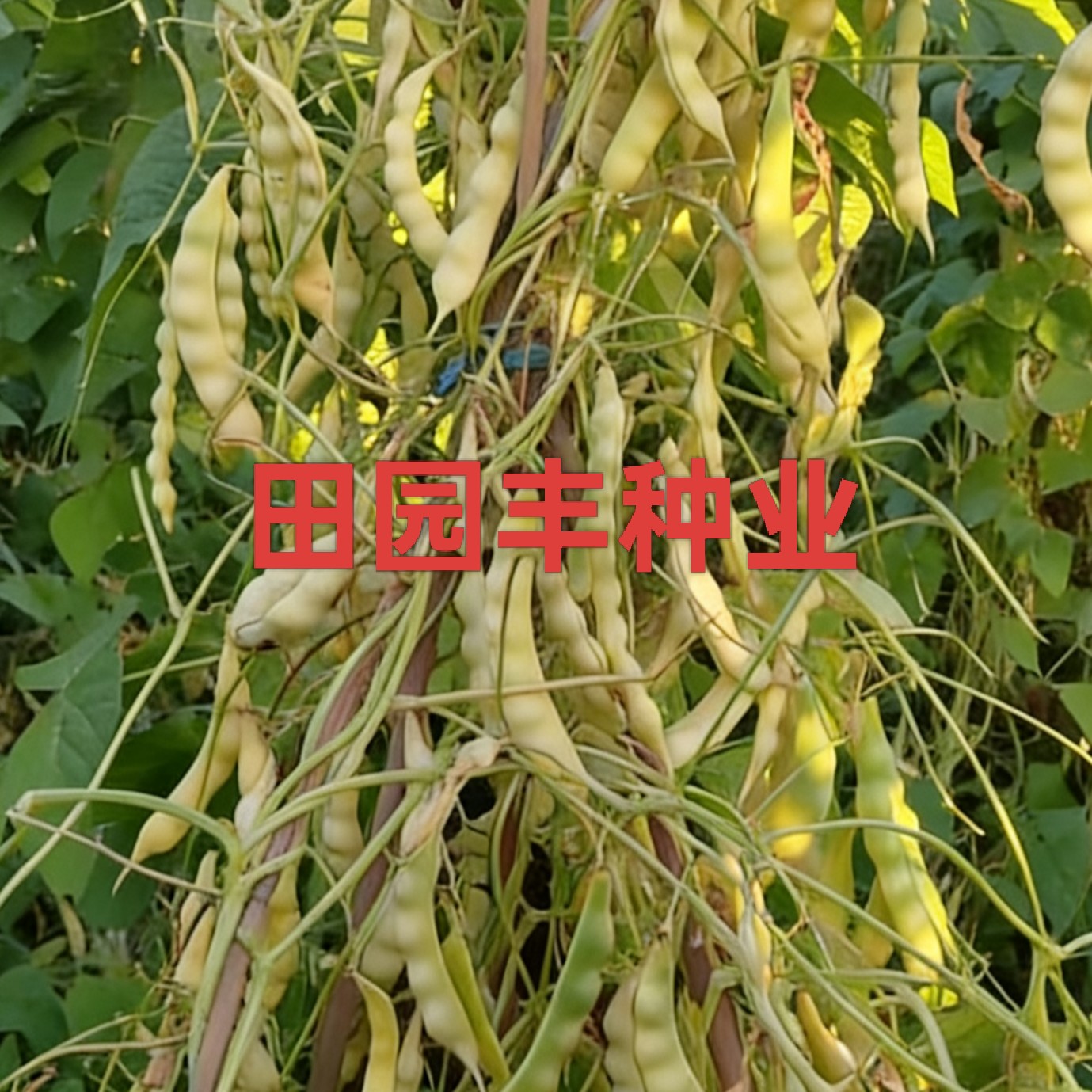 黄嘎拉豆豆角种子