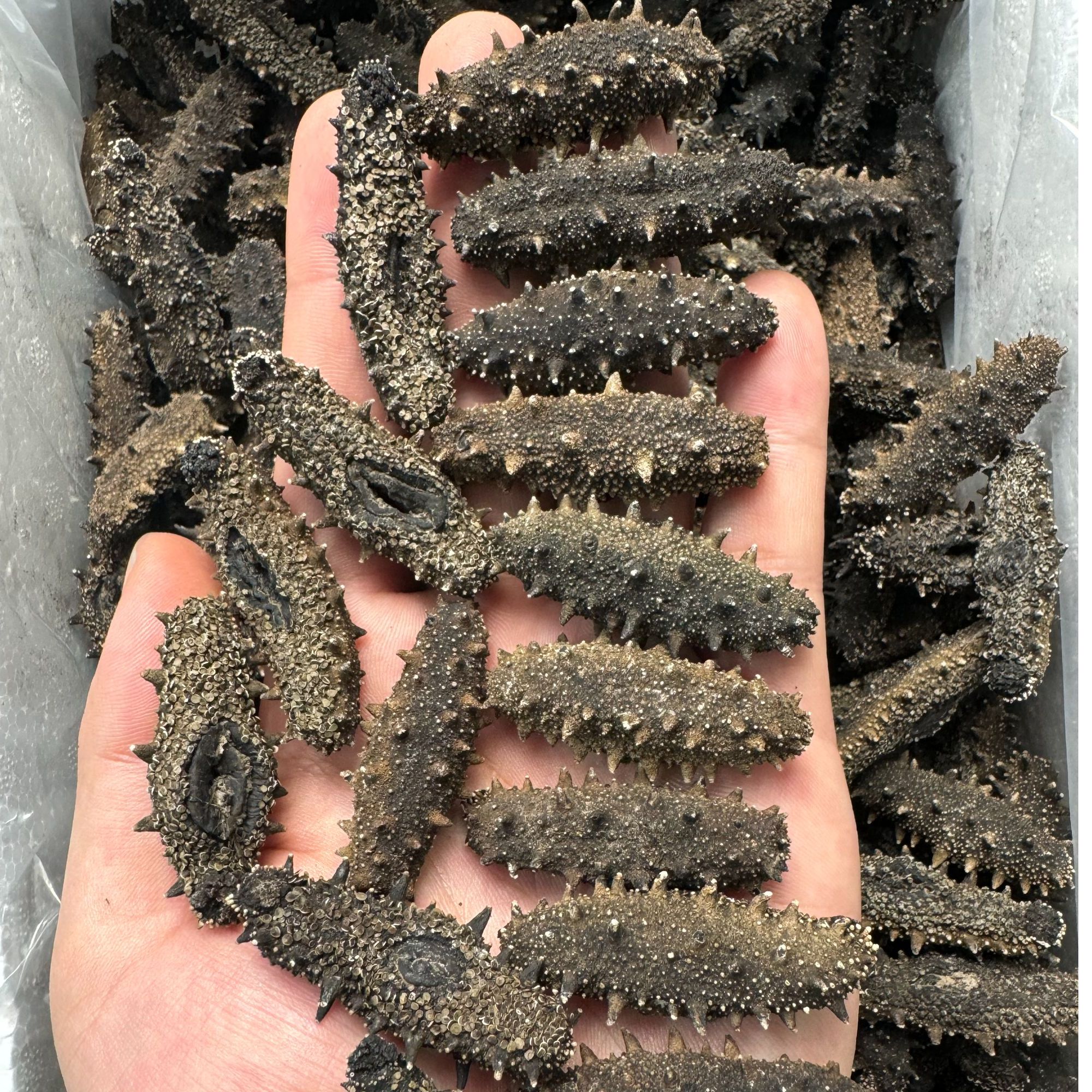 大连海闸圈国标纯淡干海参（圈货）