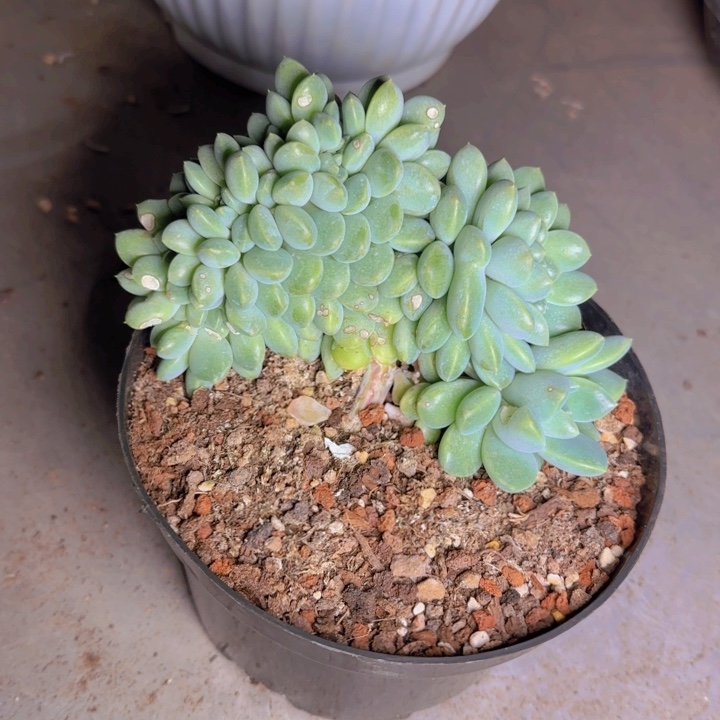 琴**来琴瑟寄养11111111