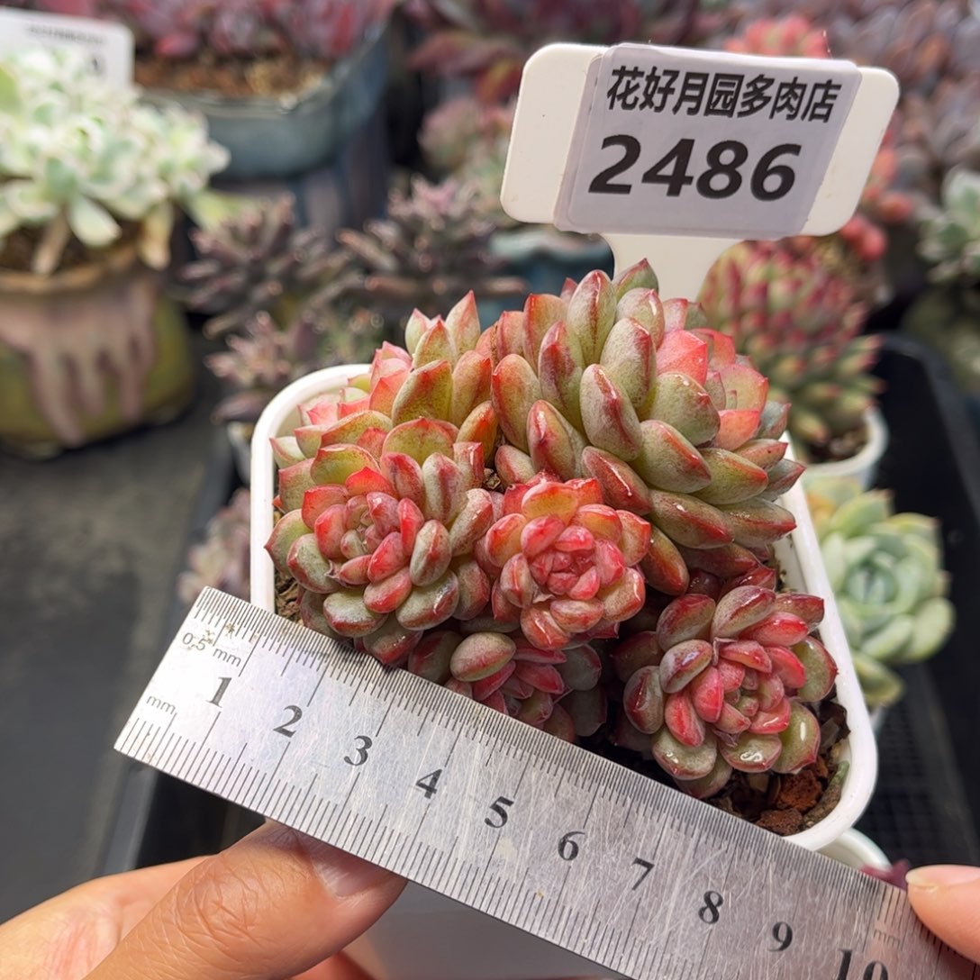 2486 天冷地区必拍保温箱