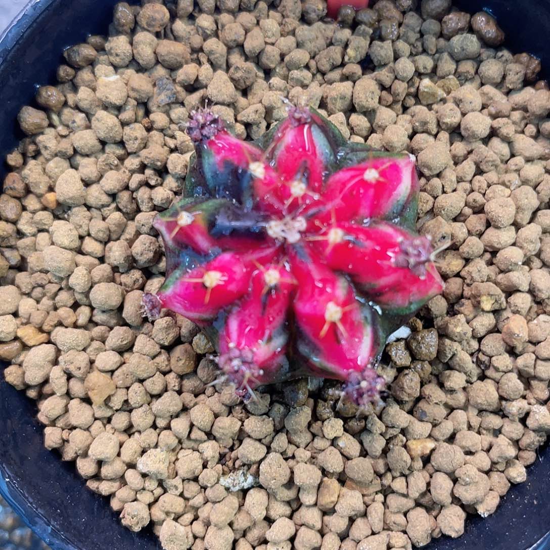 1-93名品上海3.2厘米