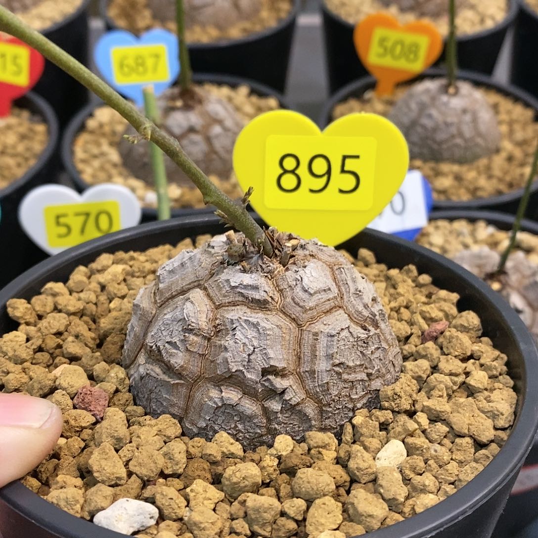 南非龟甲龙龟甲龙