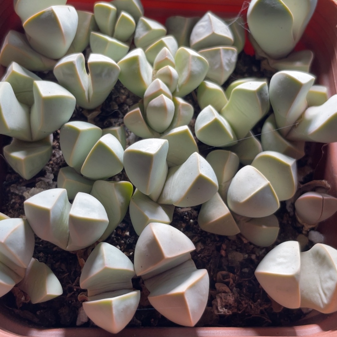 今晚大盆特价更新～6