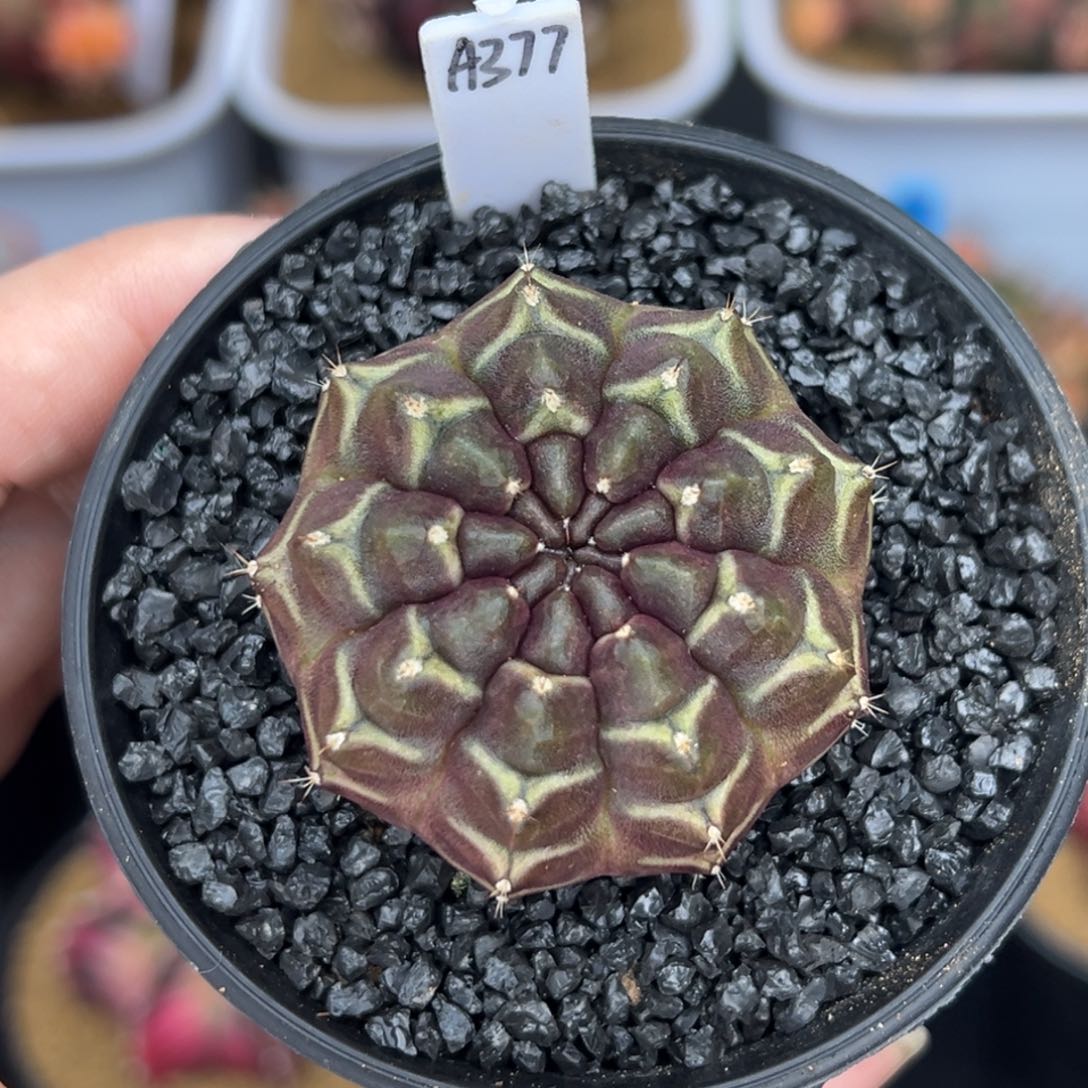 A377乌贼梦想，带盆土发货