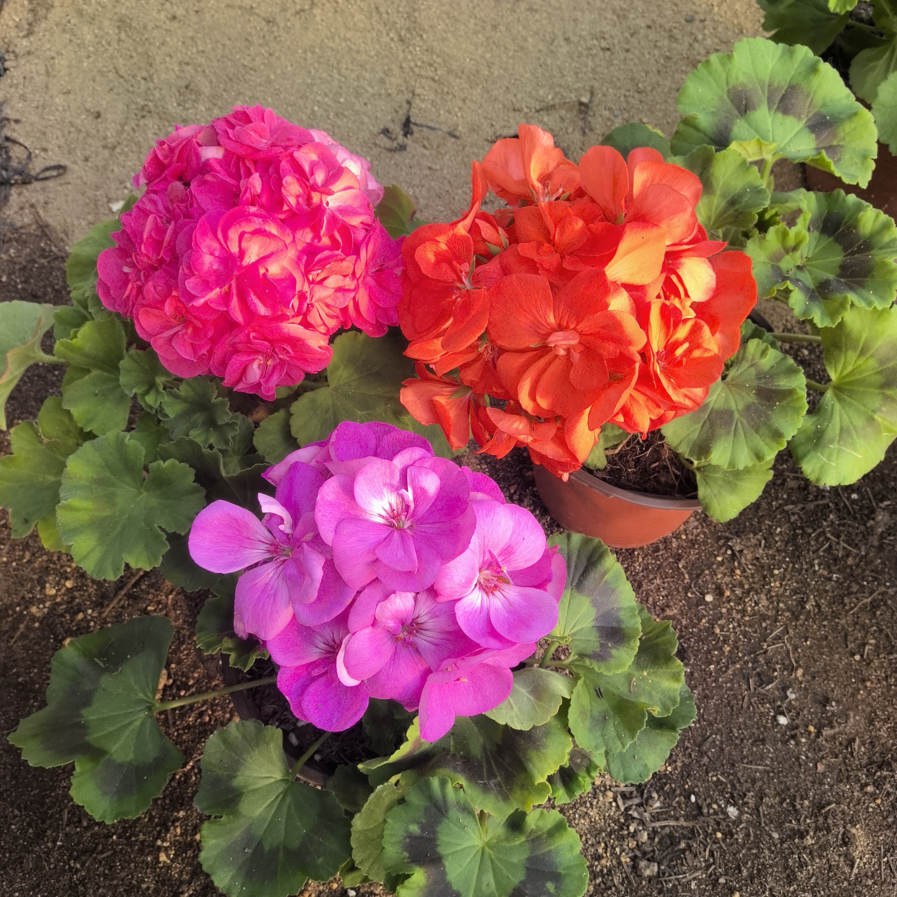 【罗莎琳达（小苗）+湛蓝的天空（小苗）+橙色浪漫（小苗）】3颗天竺葵
