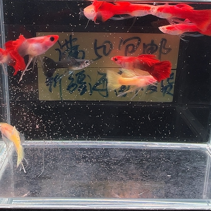 孔雀鱼孔雀鱼长公