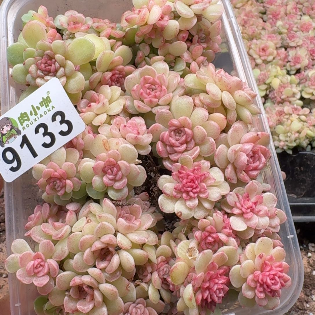 大***妮多肉植物多肉植物
