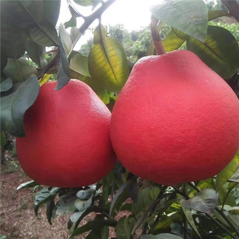 拍一发二泰国暹罗红柚盆栽地栽