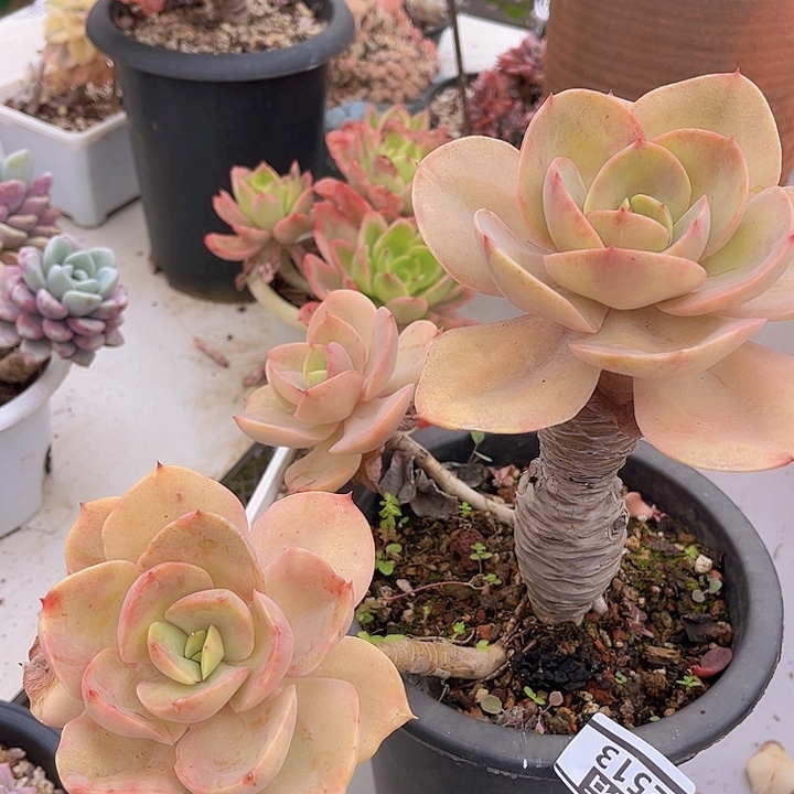 青鸾2513多肉植物