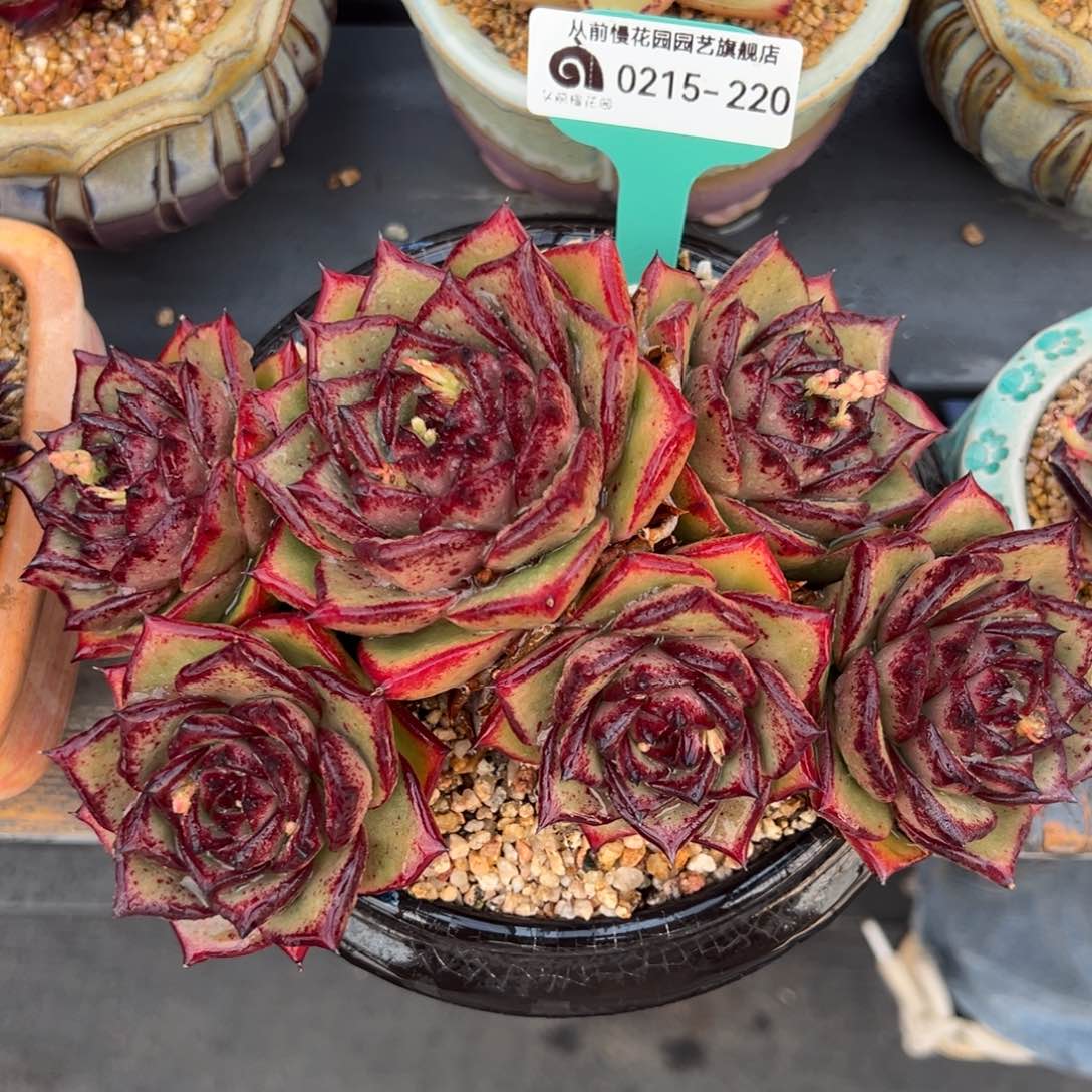 从前慢多肉精选超过0215.220