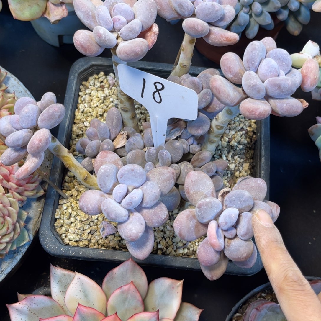 J***粥老阿姨一物一拍18