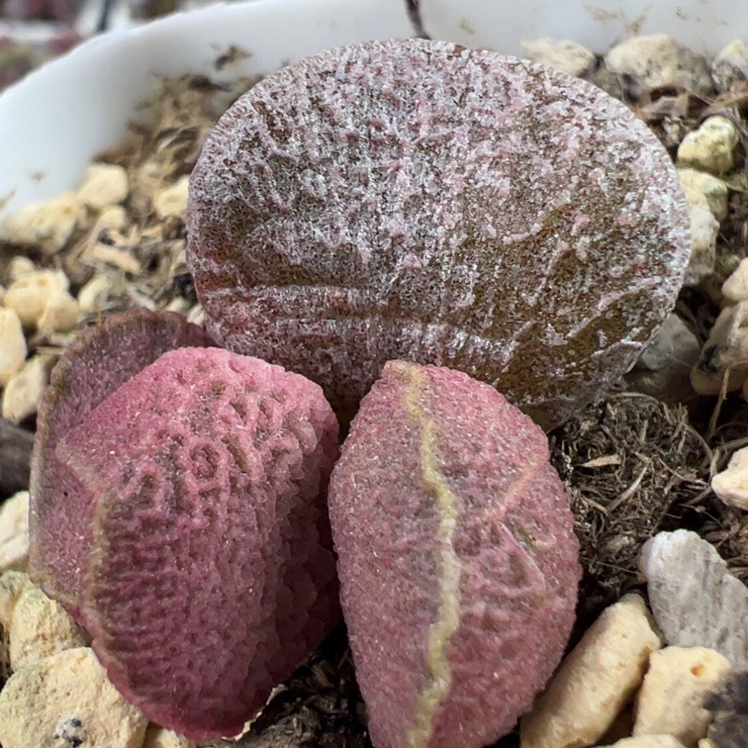 金色围边冰晶纹路款实生新品