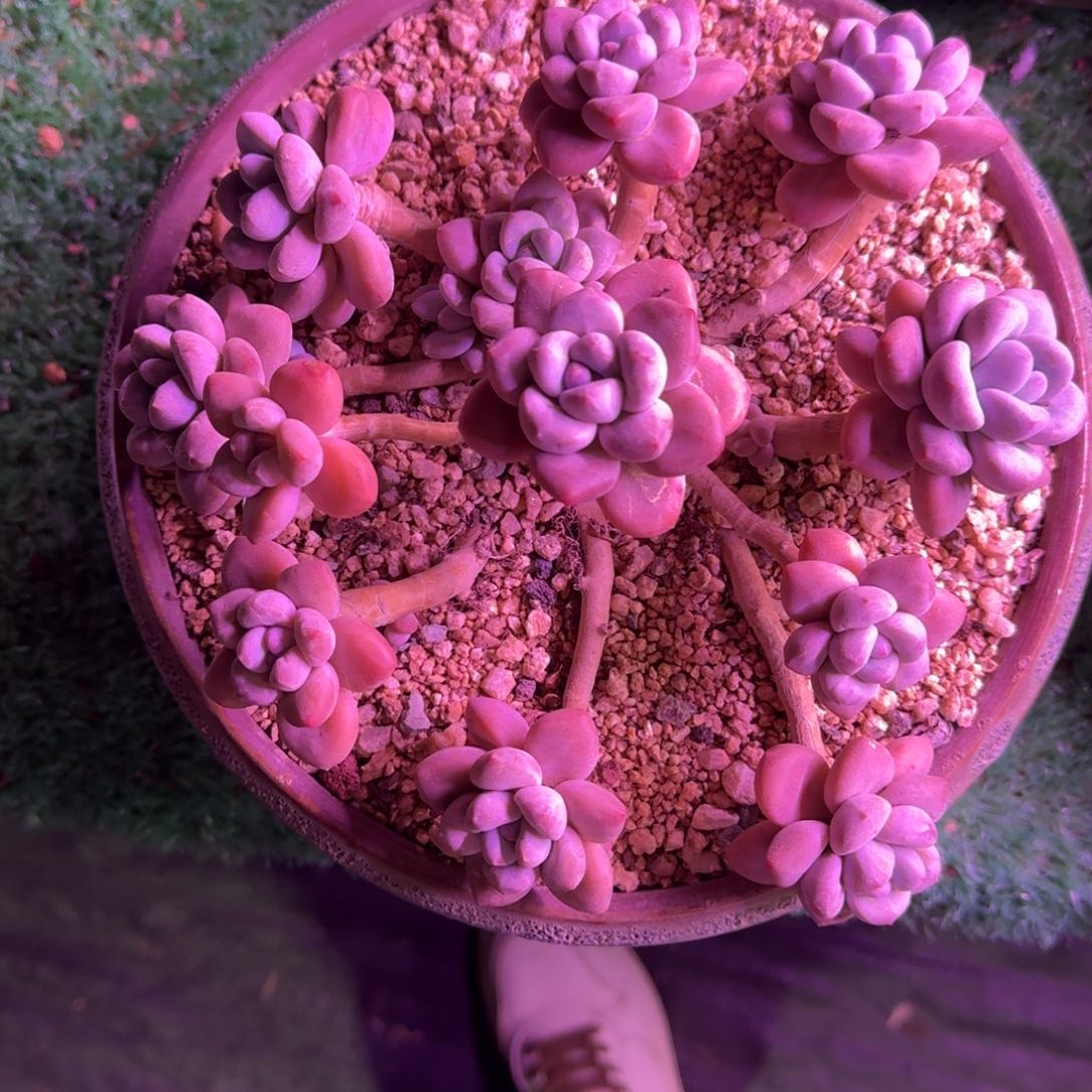 香水无砍多肉群生