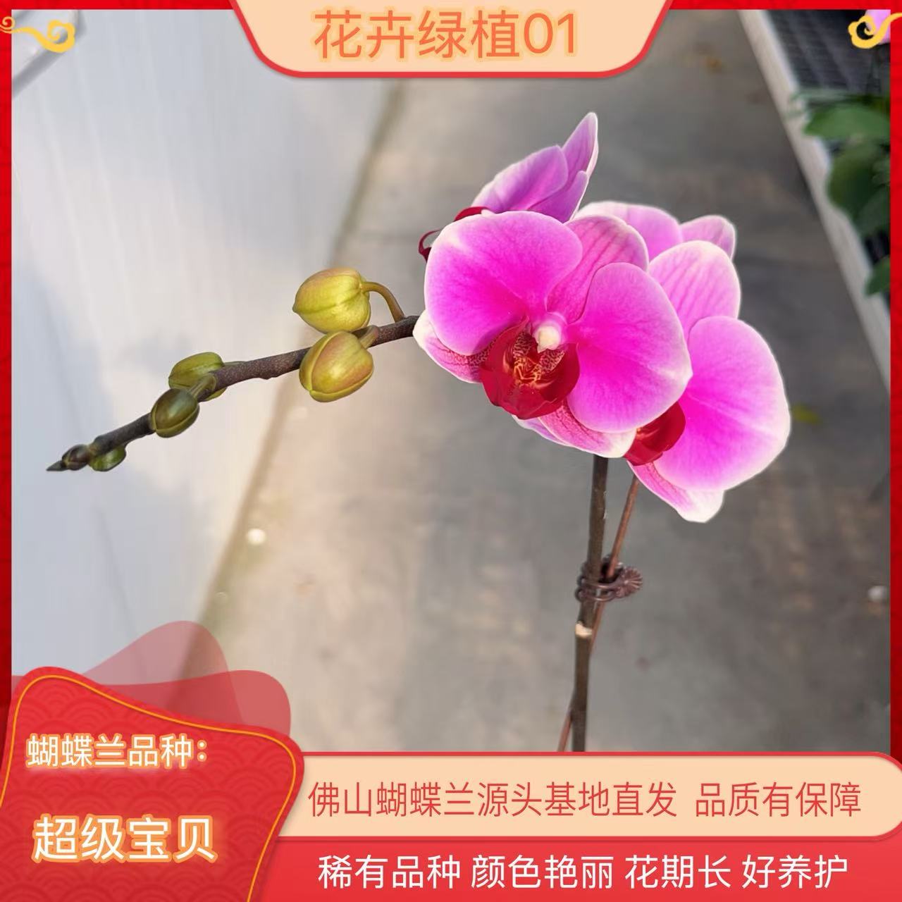 【超级宝贝01】蝴蝶兰带花苞基地直发.室内花.花期长.年花