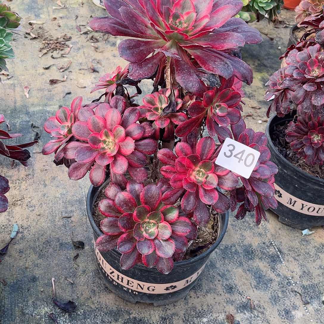 多肉植物340多肉