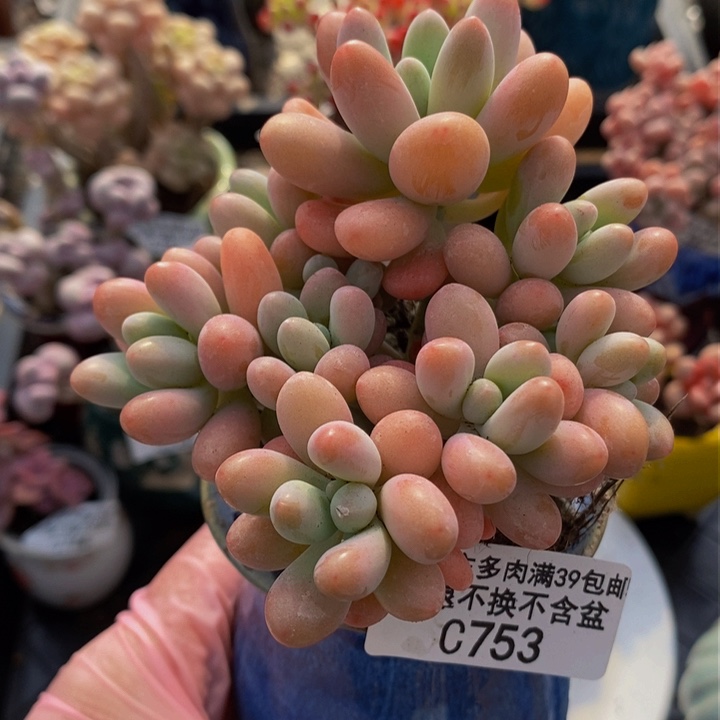 派大星8cm753多肉植物