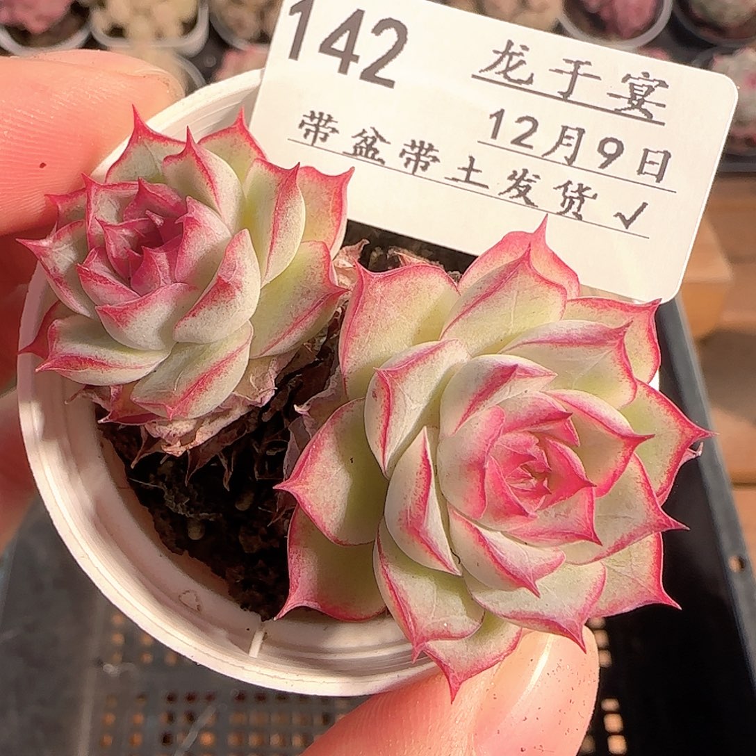 多肉1209-142女王玫瑰