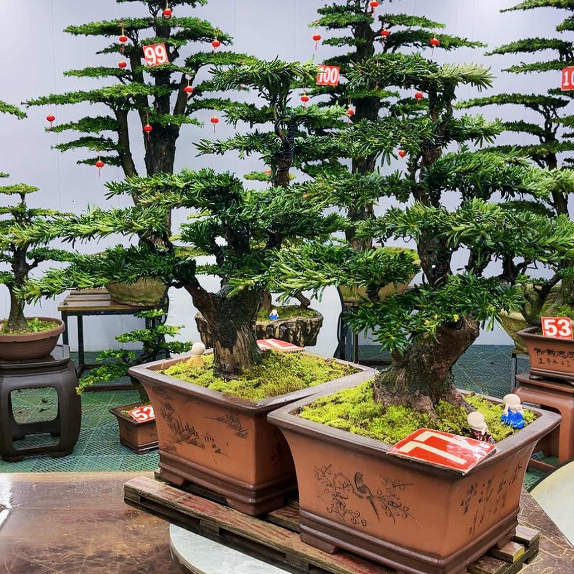 【闪购商品】罗汉松盆景艺术展