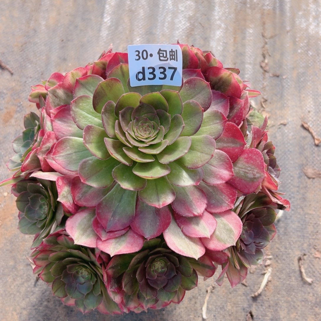 337雨荷多肉法师