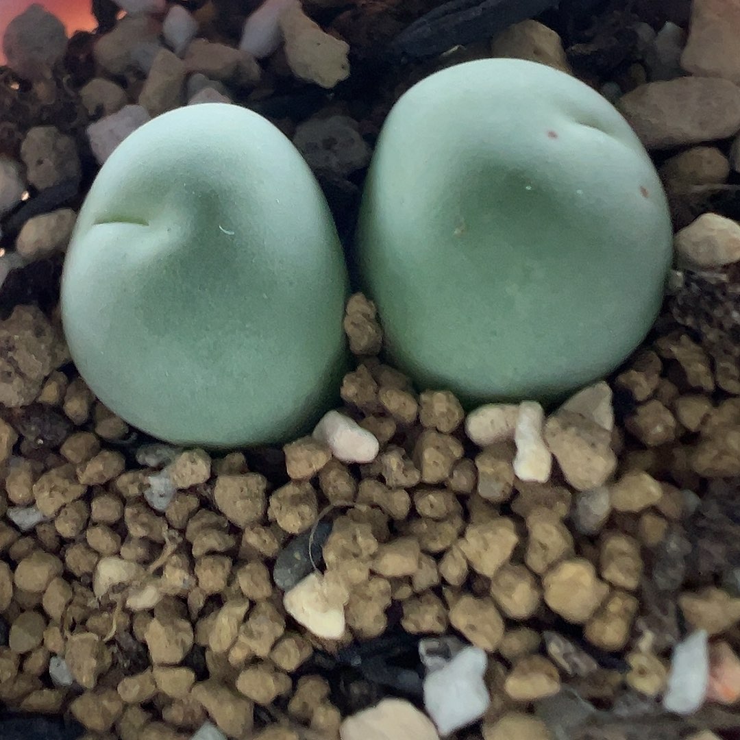 678双头鸽子1111111蛋11111111