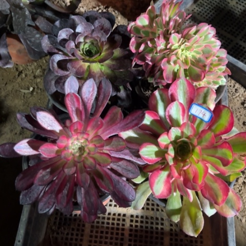 174多肉植物组合