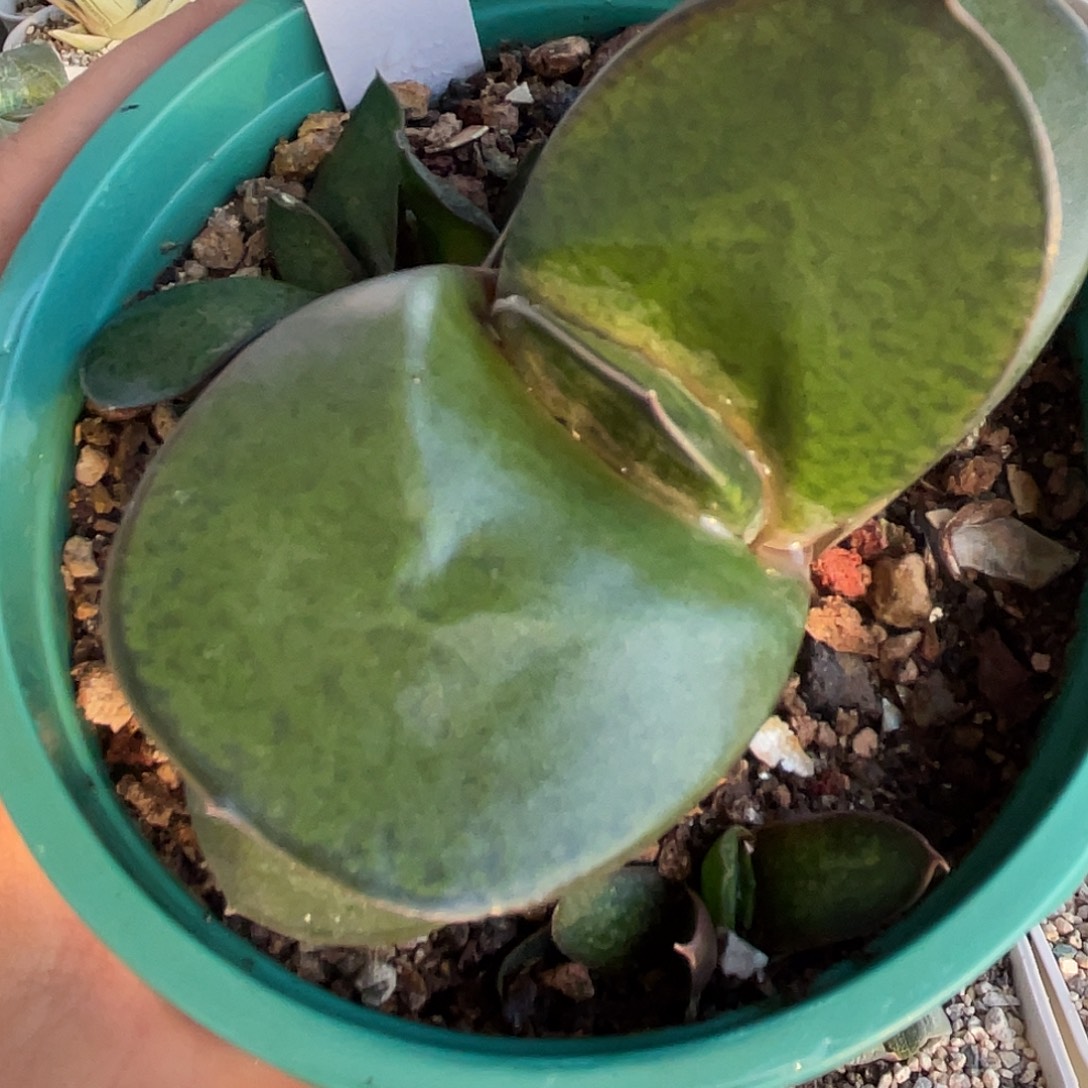 50脱土发货11111111