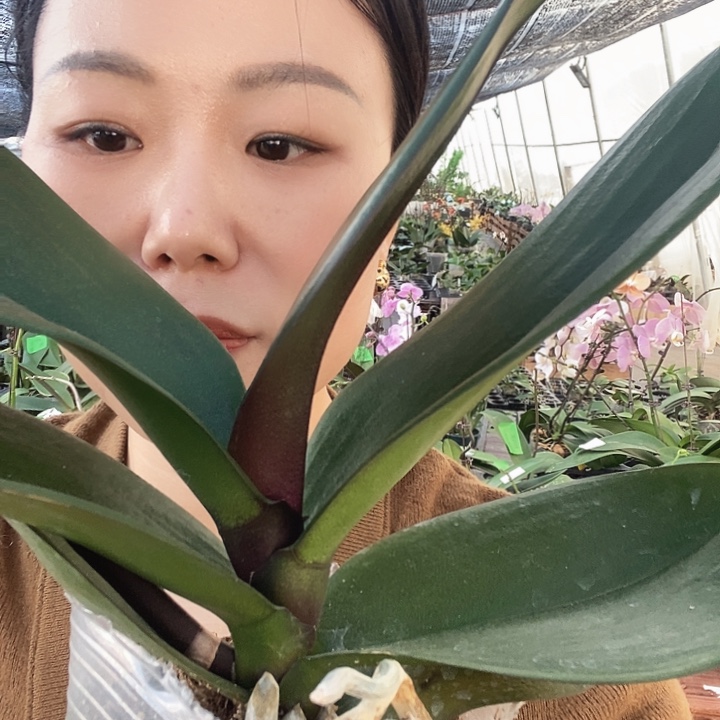 无花朵洋洋得意蝴蝶兰