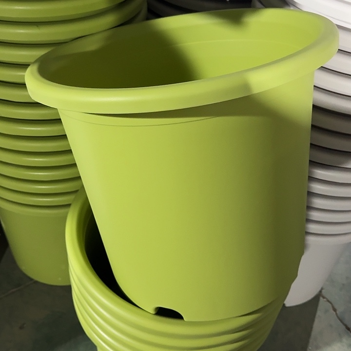 四季9号果绿无托4个特价