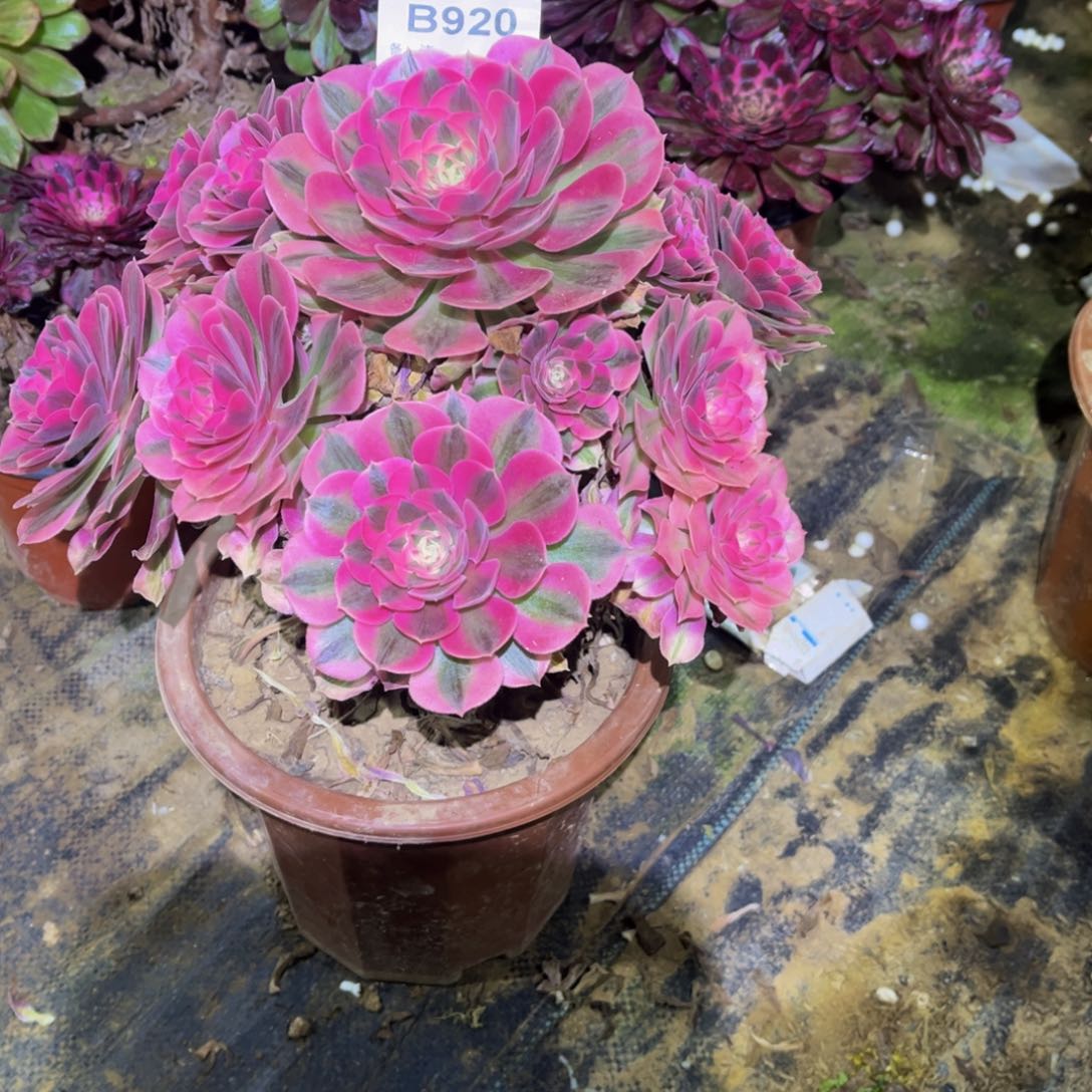 多肉920粉女巫法师