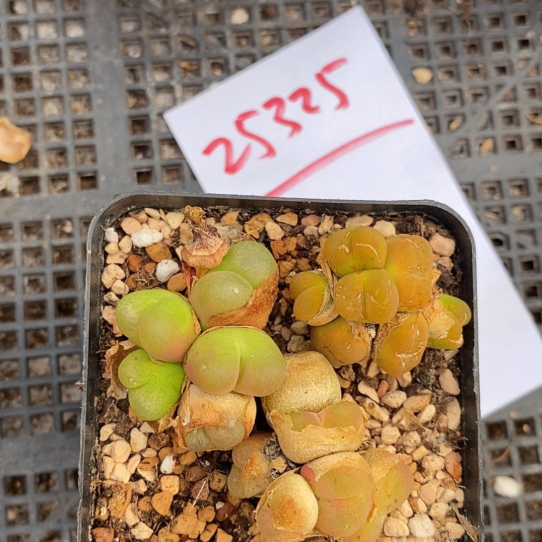 25325。  一组多头。   